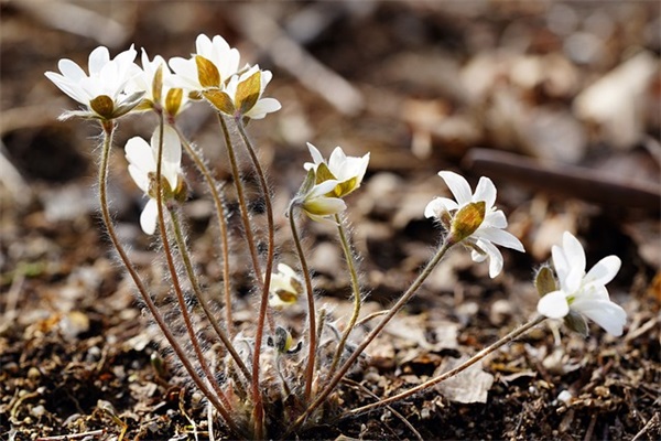 2025元旦话祝福 元旦节优美句子大全